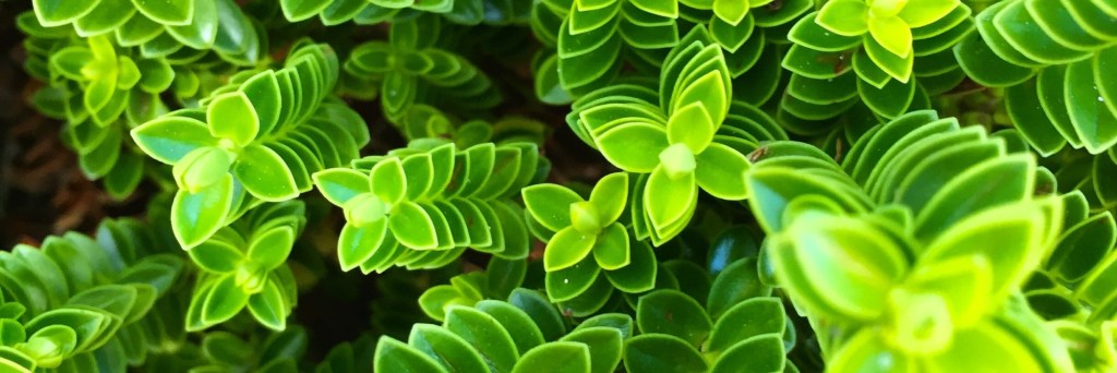 Order vs Chaos in Nature with the sample of a plant