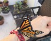 Monarch Butterfly Magic